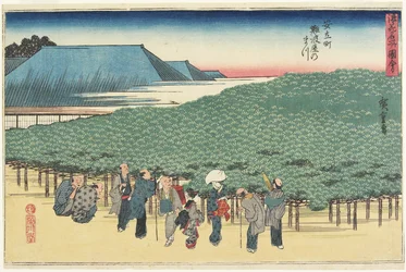 Giant Pine of Naniwaya in Anryu-machi
