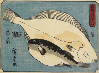 Globefish and Flounder, 1830-1844