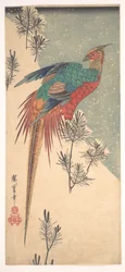 Golden Pheasant and Pine Shoots in Snow
