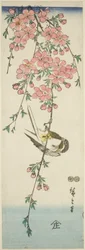 Great Tit and Cherry Blossoms