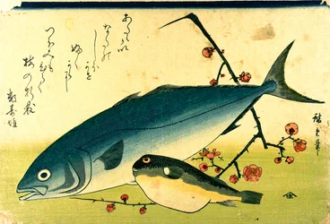 A Shoal of Fishes: Fugu and Yellowtail