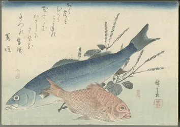 Japanese Seabass, Golden-Eye Sea Bream, and Shiso Plant
