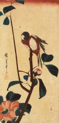 Japanese Tit on Camellia Branch