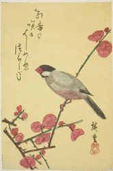 Java Sparrow on Plum Branch