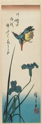 Kingfisher and Iris