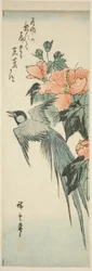Long-tailed bird and hibiscus
