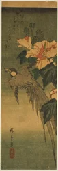 Long-tailed bird and hibiscus