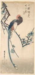 Long-Tailed Bird