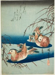Mandarin Ducks