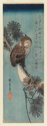 Owl on a pine branch