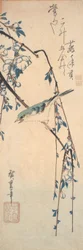 Red-Flanked Bluetail on a Cherry Branch