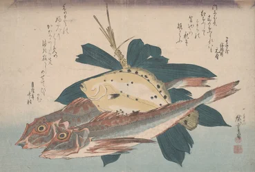 Two gunnards and a flounder