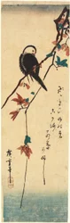 White-headed Bird on Maple Branch