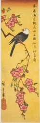 White-headed bird on peach branch