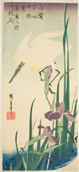 White Heron and Iris