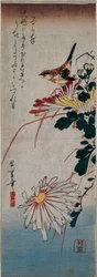 Wren and Chrysanthemums