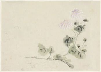 Purple-White Chrysanthemums