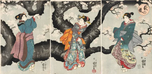 Cherry Blossoms at Night