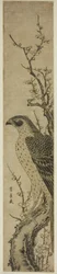 Hawk on a Cherry Tree