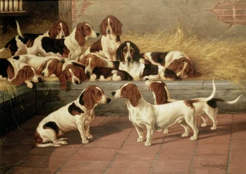 Basset Hounds in a Kennel, 1894