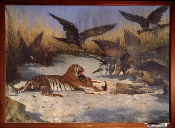 A Man-eater