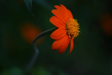 Vibrant Orange Bloom