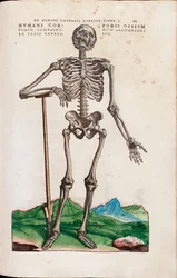 Humani Corporis Ossium, illustration from 