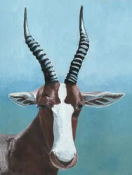African Blesbok Gaze