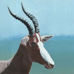 African Blesbok Portrait