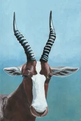 Blesbok Antelope Gaze