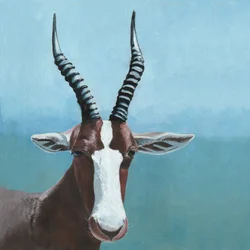 Blesbok Antelope Gaze