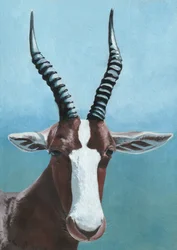 Blesbok Antelope Portrait