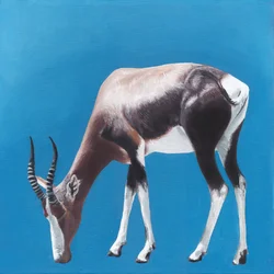 Bontebok Against Blue