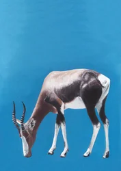 Grazing Blesbok Antelope