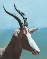 Majestic Blesbok Portrait