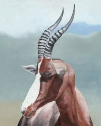 Majestic Blesbok Profile