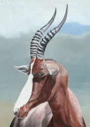 Peaceful Blesbok Gaze