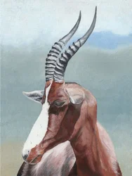 Serene Blesbok Portrait