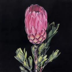 Striking Pink Protea