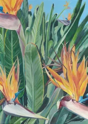 Vibrant Bird Of Paradise