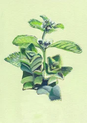 Vibrant Green Botanical