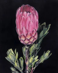 Vibrant Pink Protea
