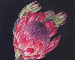 Vibrant Protea Bloom