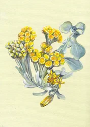 Vibrant Yellow Flowers