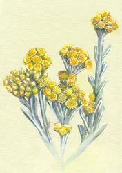 Yellow Immortelle Blooms