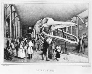The Whale at the Museum of Natural History in Paris