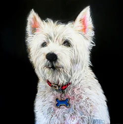 Charming Westie Portrait