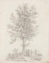 Broad-leaved Tree