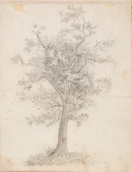 Broad-Leaved Tree
