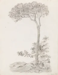 Trees